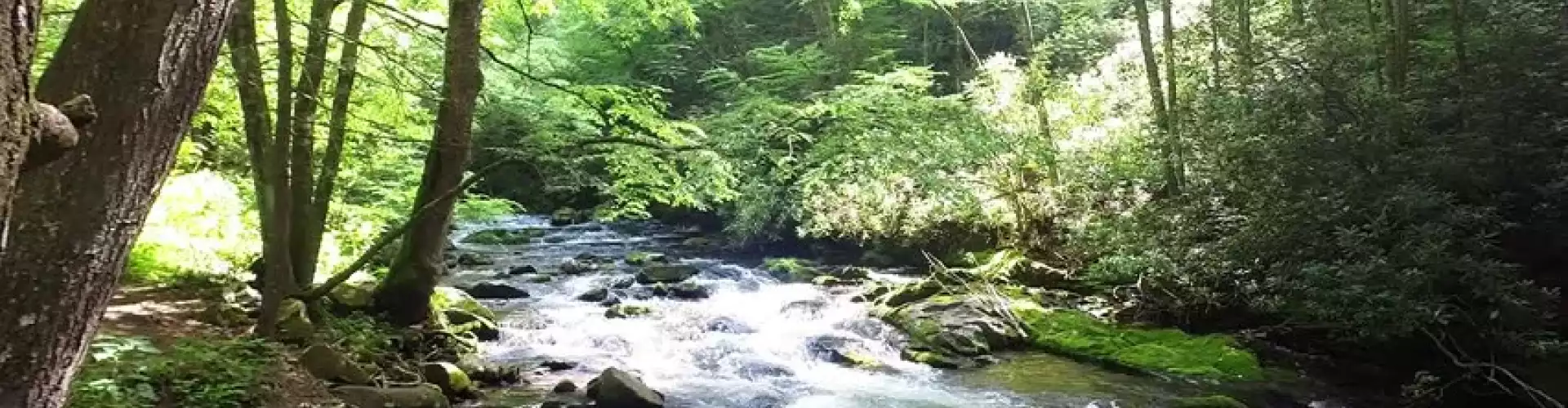 Forest & Stream Healing Meditation - Online Class by Julie Geigle